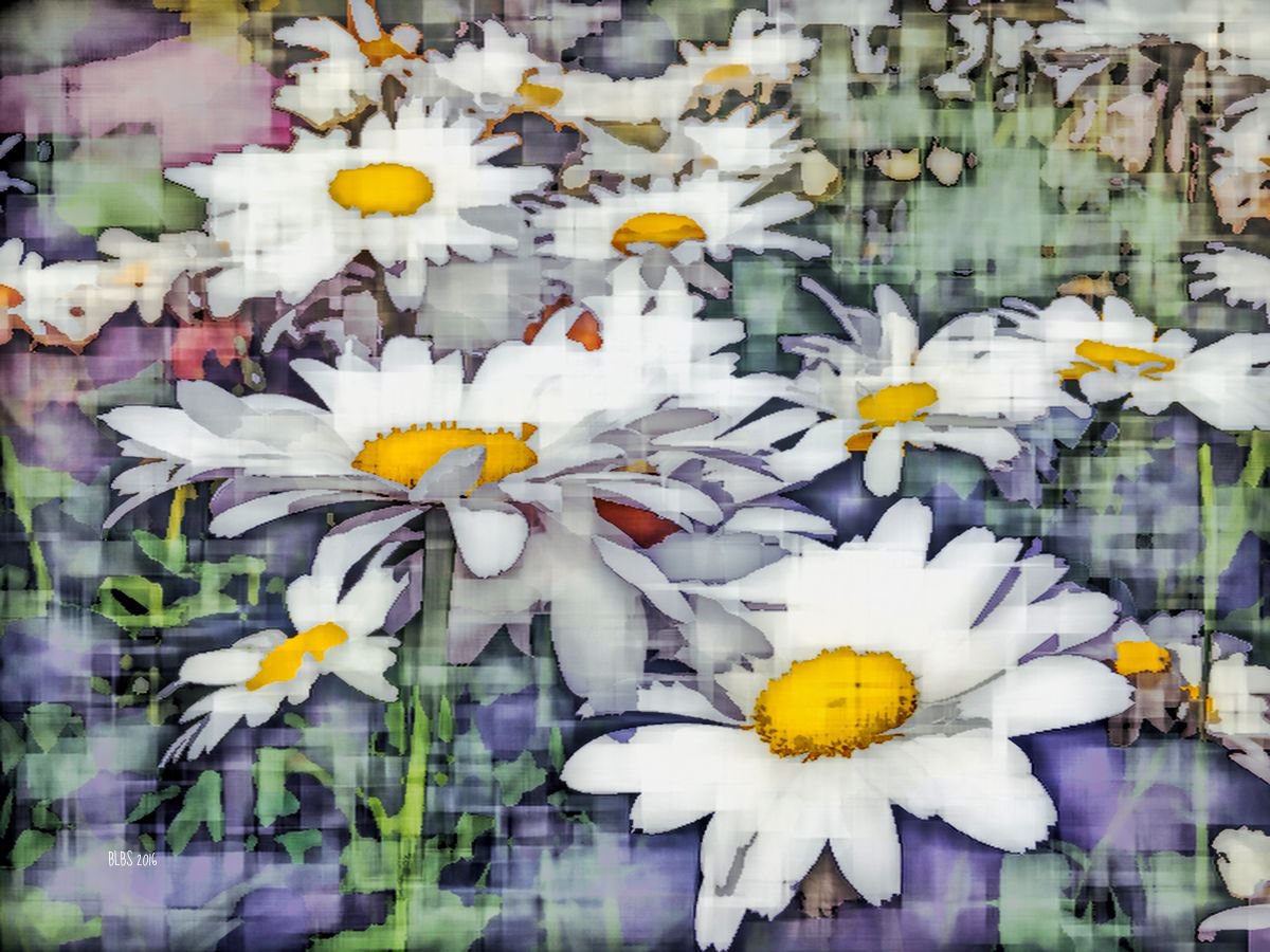 Impressions of Daisies by Barbara Storey