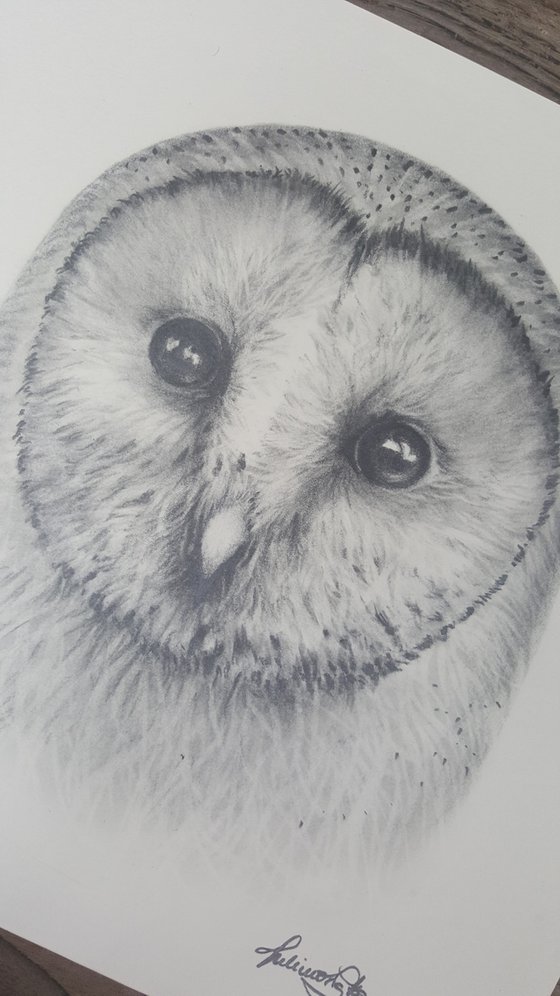 Barn Owl #2