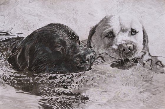Best pals swimming,Labradors