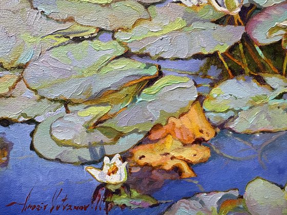 Summer pond.