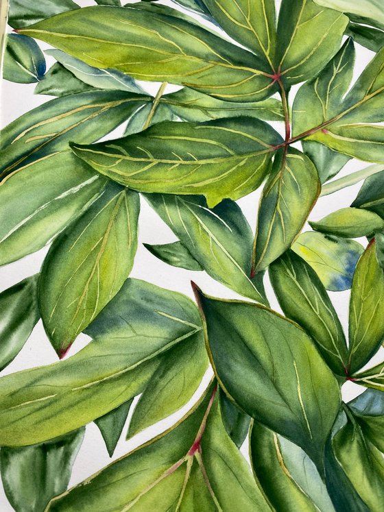 Green Peony Leaves