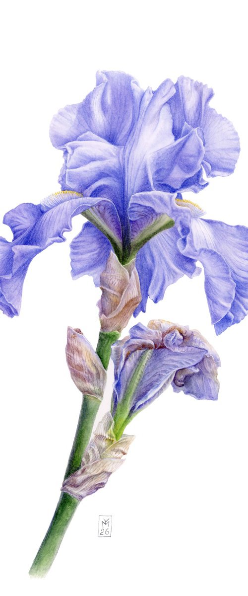 Blue Iris Front View by Yuliia Moiseieva