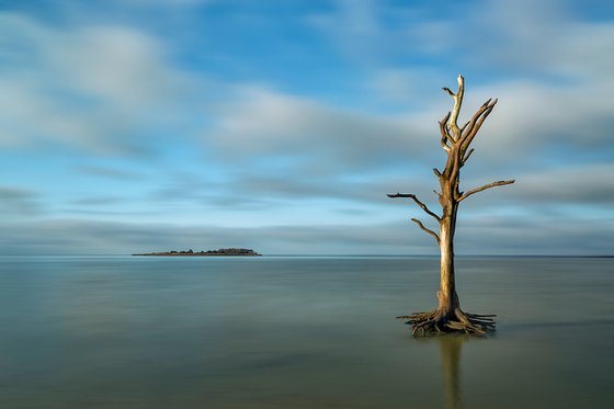 Lone Tree