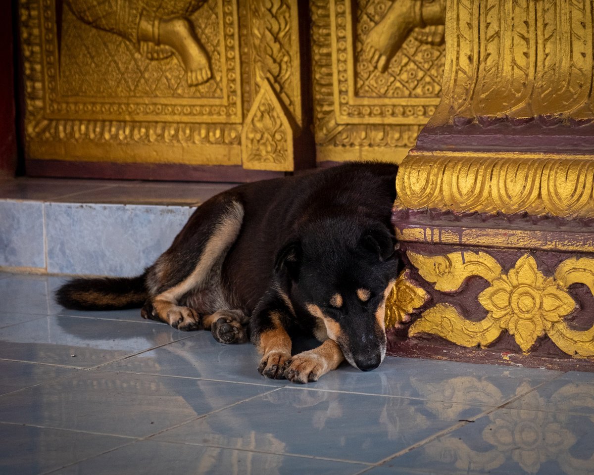 Photorealistic Photograph , Temple Dogs Of Laos No.5 By Serge Horta, 20 X 17, Artwork For Sale On Artfinder