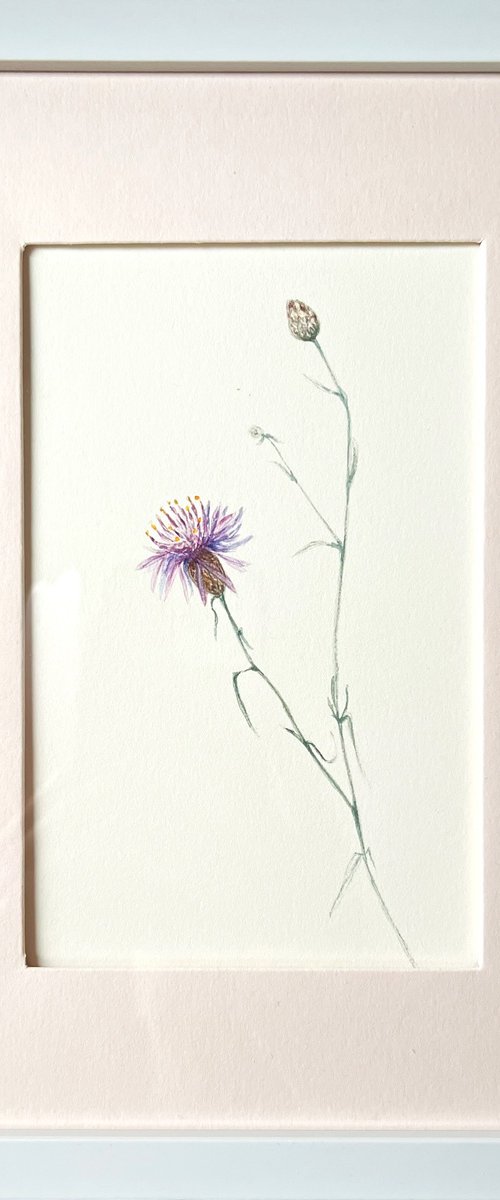 Spotted knapweed by Tetiana Kovalova