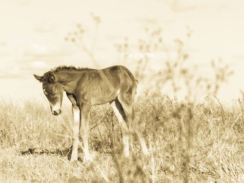 SLEEPING FOAL by Andrew Lever