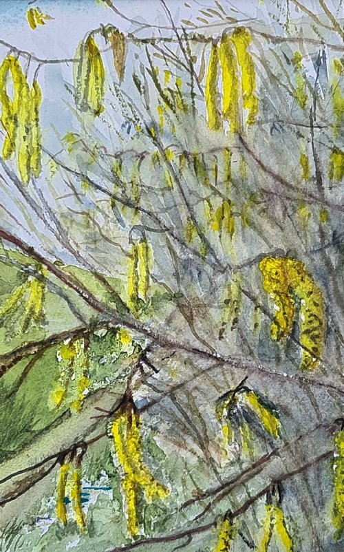 Hazel Catkins by Morag Paul