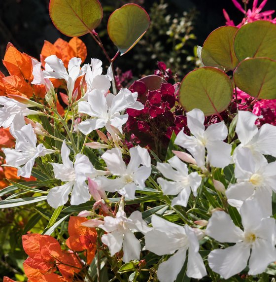 Laughing Flowers #7