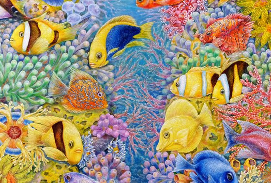 The Red Sea Reefs