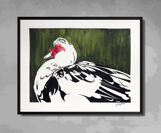 Muscovy duck