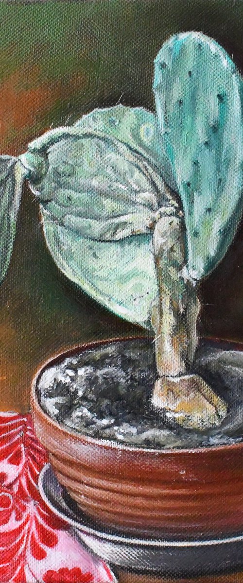cactus by Zoltán Csomós