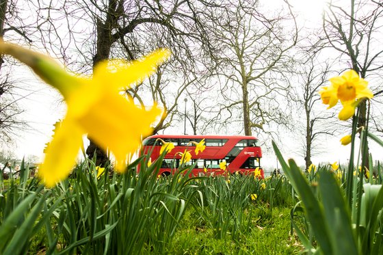 Spring in Clapham (LIMITED EDITION 1/20) 12" X 8"