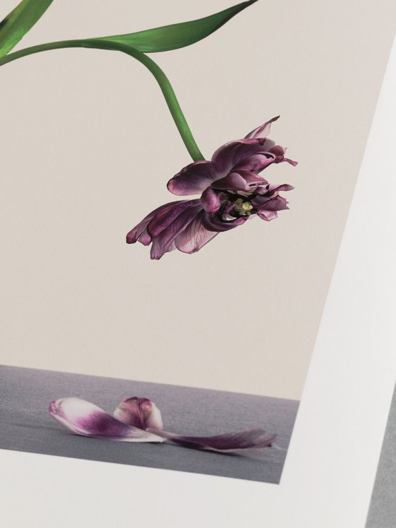 Fallen Petals