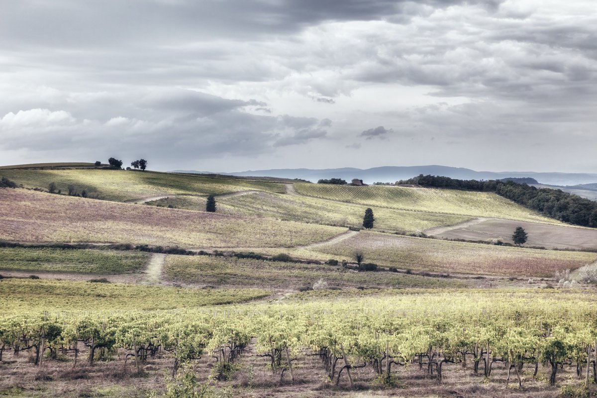 Chianti vineyards in autumn by Karim Carella