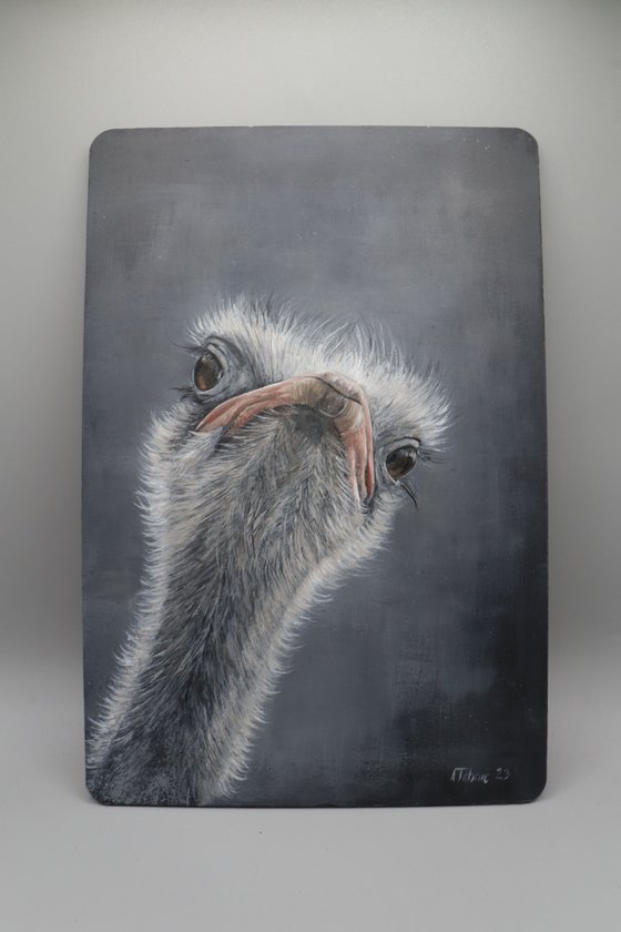 Ostrich Portrait