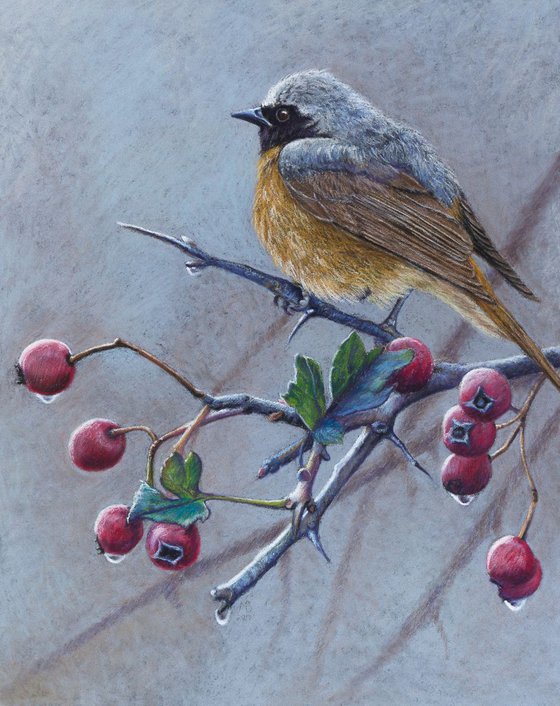 Original pastel drawing "Redstart"