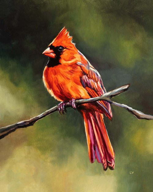 Northern cardinal bird in nature by Lucia Verdejo