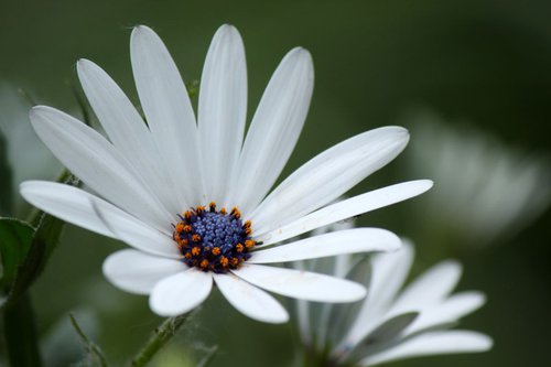 White daisy by Sonja  Čvorović