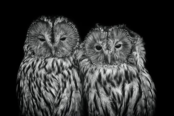 Loving Owls