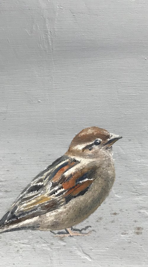 Sparrow I by Laure Bury