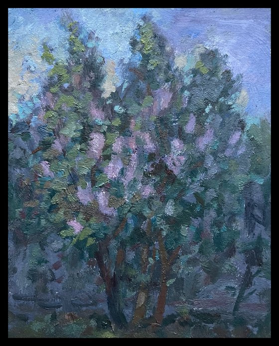 Lilacs May evening