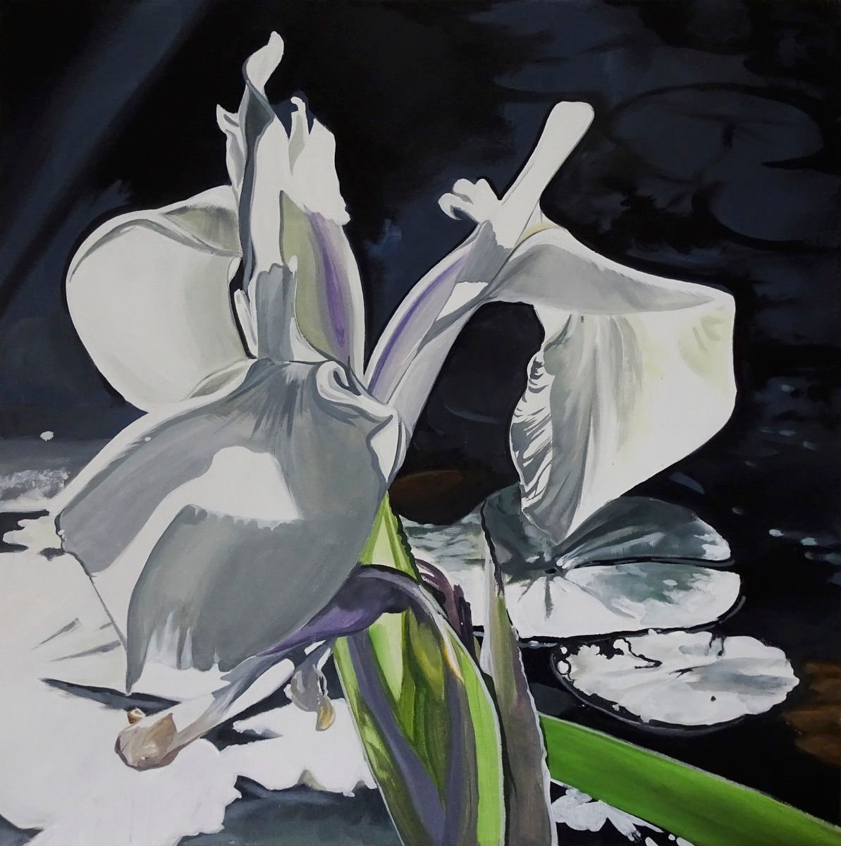 White Iris In The Evening Sun by Joseph Lynch