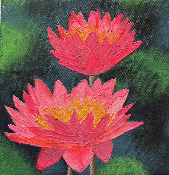 Mini Waterlilies