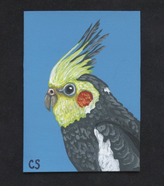 ACEO ATC Original Painting Cockatiel Pet Bird Art-Carla Smale