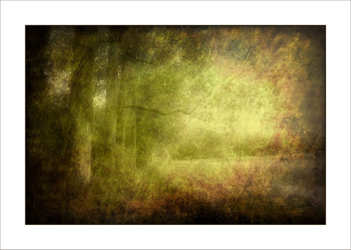 Woodland Glow by Martin  Fry