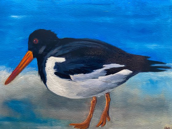 Oystercatcher