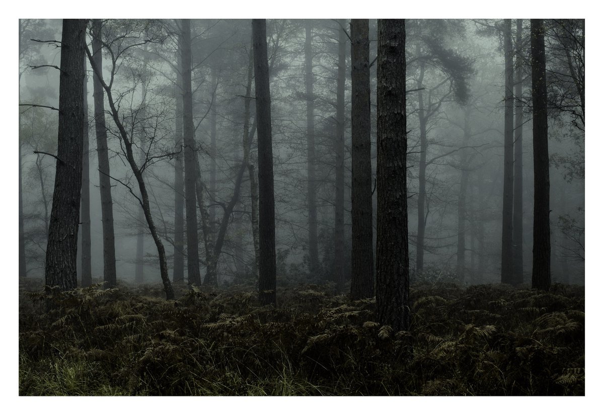 Forest Deep 2 by David Baker