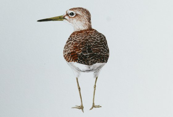 Wood sandpiper