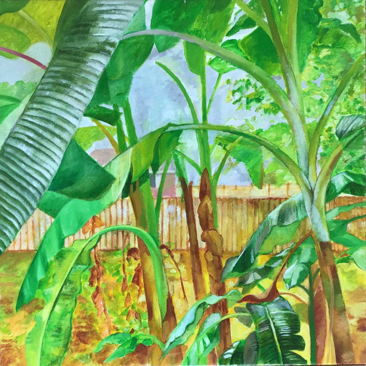 Backyard Banana Trees by Joseph Roache