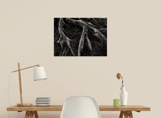 Roots II | Limited Edition Fine Art Print 1 of 10 | 45 x 30 cm