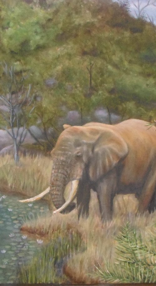 Elephant coming for a drimk by John Howes