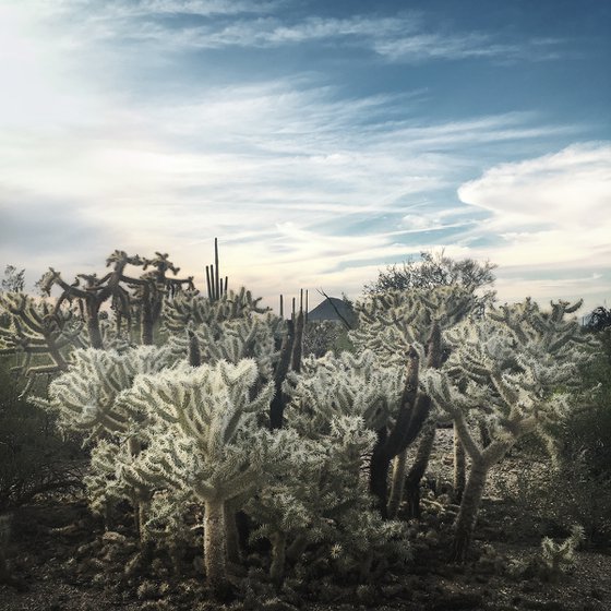 Cholla, Morning Light