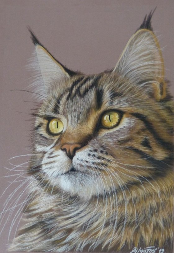 Maine Coon Cat