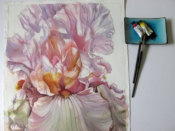 the scent of spring iris