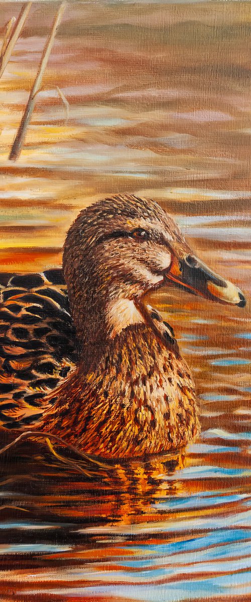 Duck in the pond by Norma Beatriz Zaro