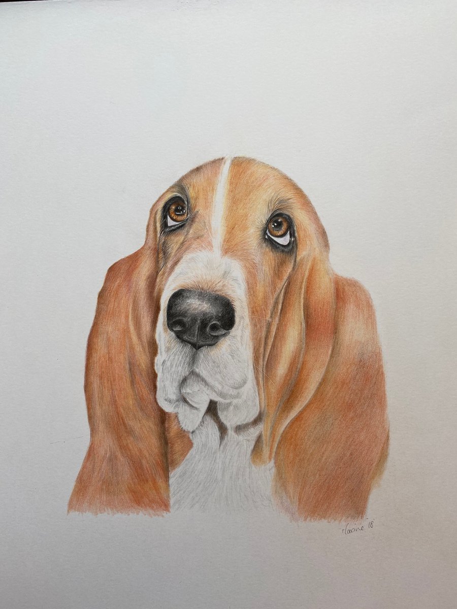 Bassett hound by Maxine Taylor
