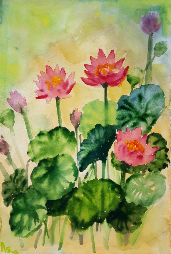 Sunset Water lilies 2