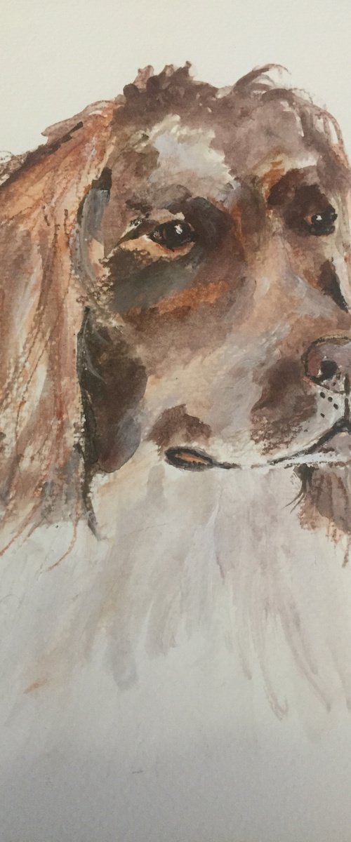 Toby - the springer spaniel by Paul Simon Hughes