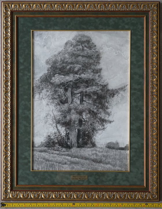 Pine and Spruce