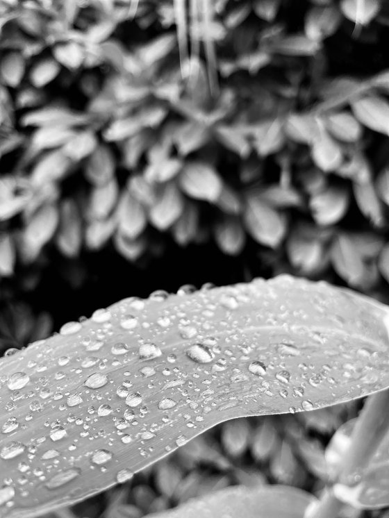 NT#183 nature #7