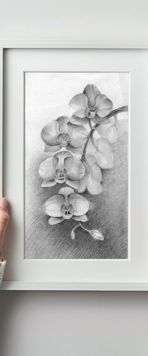 Blooming white orchid by Alena Post