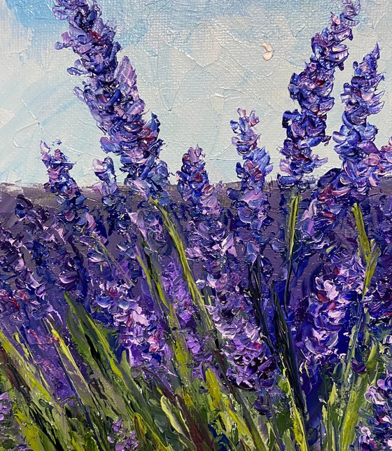 Lavender field