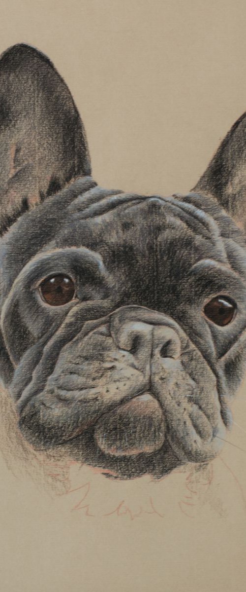 French Bulldog by Wendy Booth