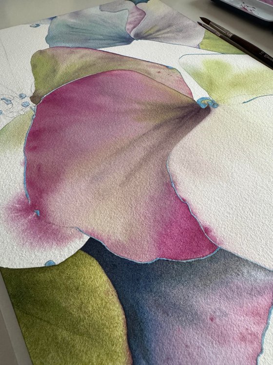 Chameleon Hydrangea