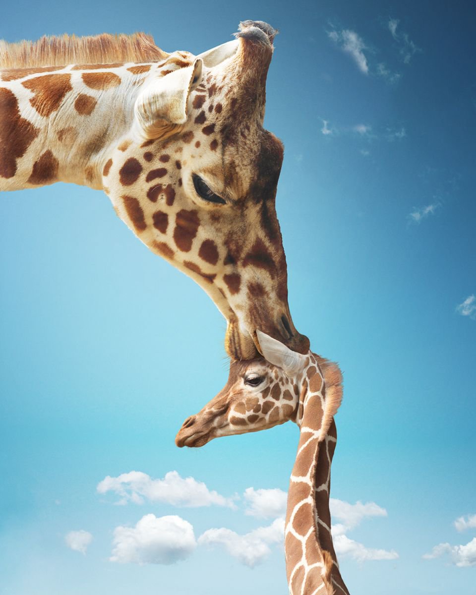 Photorealistic Animal Photograph By Gandee Vasan, 17 X 23, Life Is Love, Original Artwork