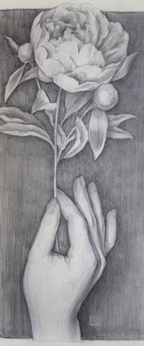 Fragility of a flower - small pencil flower drawing by Polina Kharlamova